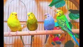 2 males and 2 females budgies making a master music in the Spring 7 Hr Parakeet Chirping [upl. by Lleze]