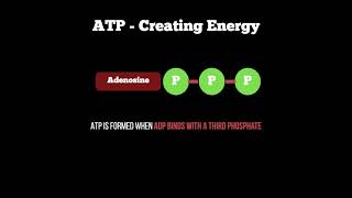 Anatomy  ATP Re Synthesis Cycle [upl. by Bobker]