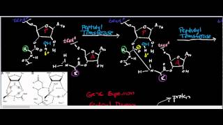 Peptidyl TransferaseRibosome Physiology Biochemistry and Mechanism [upl. by Leelaj]