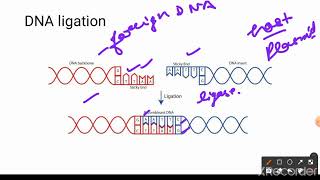 Molecular cloning of DNA or RNA fragments in bacterial and eukaryotic system part 1 [upl. by Hazel]