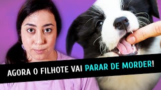 DICAS INFALÍVEIS PRO SEU FILHOTE PARAR DE MORDER [upl. by O'Gowan]