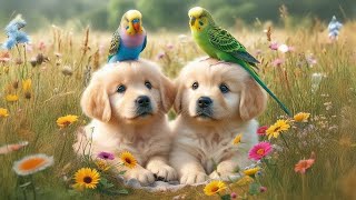 Music for Dogs 12 Hours of Gentle Calming Songs 🐶 Stress Relief Music For Dogs [upl. by Benedicto651]