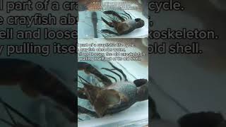 Crayfish Molting Process crayfishfarming [upl. by Aivatnohs]