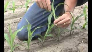 Field Corn Early Growth Stages Defined [upl. by Deena]