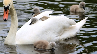 Swans nest and hatching of cygnets [upl. by Austin]