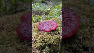 Beefsteak Mushroom 🍄 🥩 foraging mushroom beefsteakmushroom wildmushrooms [upl. by Sosna]