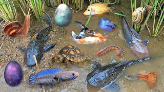 Colorful surprise eggs lobster snake cichlid betta fish turtle butterfly fish goby fish [upl. by Holsworth]