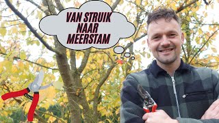 Zelf een Meerstammige Struik Maken Zo Doe Je Dat [upl. by Ahs]