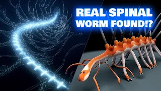 Hallucigenia  The Spinal Worm  Secret Revealed by Marine Biologist [upl. by Oberstone]