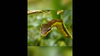 This insect acts like a king cobra snake shortvideos facts amazingfacts [upl. by Fortunato]