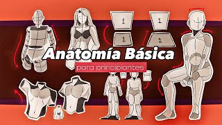 Anatomía Básica para principiantes  GUÍA COMPLETA  Tips de la figura humana ✨ [upl. by Conrade]