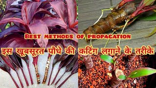 इस खूबसूरत पौधे को कटिंग से लगाने के तरीके cordyline plant propagation  propagation of cordylines [upl. by Ibot]