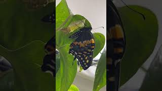 Black Swallowtail Butterfly Emerging from Chrysalis HD Timelapse metamorphosis butterfly [upl. by Siramed]