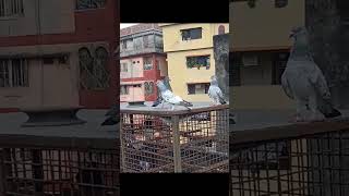 art pigeon pigeonlover httpsyoutubecommdalisohan6217siCIJjctgcdTbRqM8K [upl. by Mohsen]