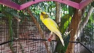 Belgian Canary Singing Training Male [upl. by Adnawed]