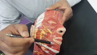 Practical Anatomy  Head amp Neck《10》 د خالد ميلاد [upl. by Danna]