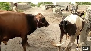 Beautiful Cow and ox full mode enjoy in farm Tharparkar Rajistan [upl. by Wilek]