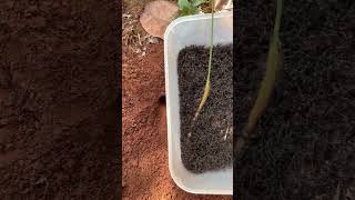 Clever ants attack big bug for food shorts [upl. by Ynohtnaluap]