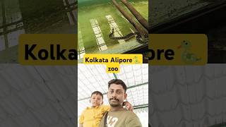 Snake 🐍 kolkata Alipore Zoo shorts kolkata snake snakevideo [upl. by German]