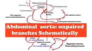 Abdominal Aorta [upl. by Marilyn]