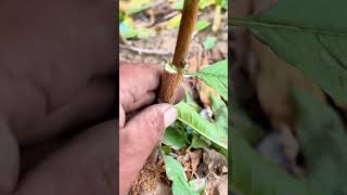 Grafting Techniques for Fruit Trees graftingskills treehouse grafting plantlover nature shorts [upl. by Canale]