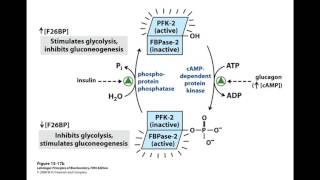 F26BP [upl. by Mahgirb]