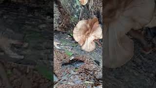 Lentinus squarrosulus in an arecanut orchard1 [upl. by Auqeenahs]