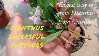 How To Grow Dianthus From Cuttings100 succesful Cuttings [upl. by Anyl]