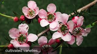 Tea Tree  Manuka Leptospermum scoparium [upl. by Lanford708]