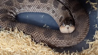 2024 Hognose Breeding Season Update Prelay sheds eggs and babies [upl. by Aedrahs451]