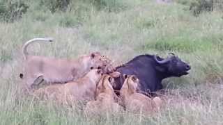 Amazing pride of lioness attack an injured buffalo  Wildlife ultimate hunts [upl. by Meedan]