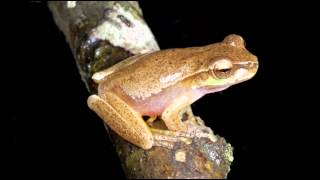 Frog Calls Queensland [upl. by Nalac]