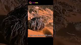 Dead Alive Plant in desert amazingfacts shorts [upl. by Jaquenetta]