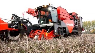 Dewulf RQ3060  2row selfpropelled sieving harvester with deviner web [upl. by Godfrey]