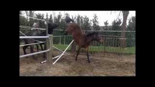 foals 2011 jumping wmv [upl. by Nathan]