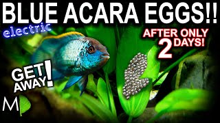 ELECTRIC BLUE ACARA LAY EGGS After 2 Days In NEW Setup [upl. by Airehtfele]