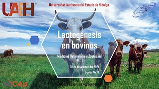 Lactogenesis en bovinos MVZ 1º 1 [upl. by Henrion]