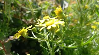 Oxford Ragwort A Cinematic Botanical Showcase at Southport [upl. by Idham37]