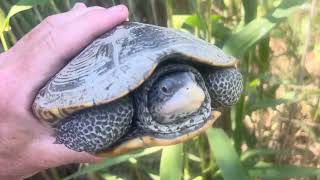 SAVING A TERRAPIN TURTLE IN AVALON NJ [upl. by Sandra354]