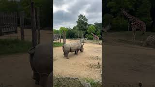 Zoo de Beauval rhinocéros et girafe [upl. by Lenehc797]