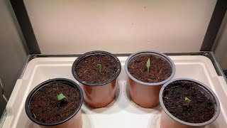 How to germinate banana seeds [upl. by Chelsea697]