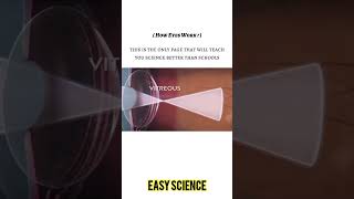 How Eyes Works  Animation  easyscience [upl. by Curhan]