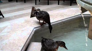 Most viewed animal video  Ducks blow off by wind [upl. by Morville]