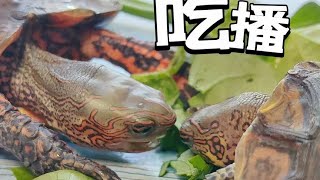 沉浸式龟龟吃播｜蔬菜真的很好吃！减肥必看！ 养龟日常 [upl. by Yule]