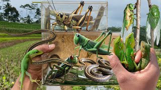 Hunting aggressive reptiles‼️catch green cicada giant grasshopper tree snake mane chameleon [upl. by Aimerej]