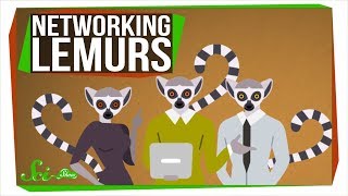 Lemurs Are Into Networking Too [upl. by Schulz]