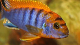 African Cichlid Species  Labidochromis sp quotHongiquot Male and Female Update Video [upl. by Saunder]