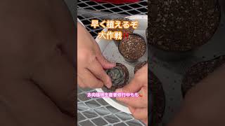 【多肉植物】今日の作業はポット作り多肉生産者修行中 多肉女子 多肉初心者 今日の多肉事 [upl. by Swehttam]