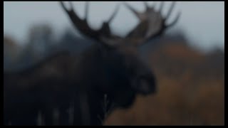 Bull Moose Hunt in Manitoba Canada [upl. by Irvine]