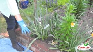 How To Care For Daffodils Once They Finish Blooming [upl. by Atsilac]